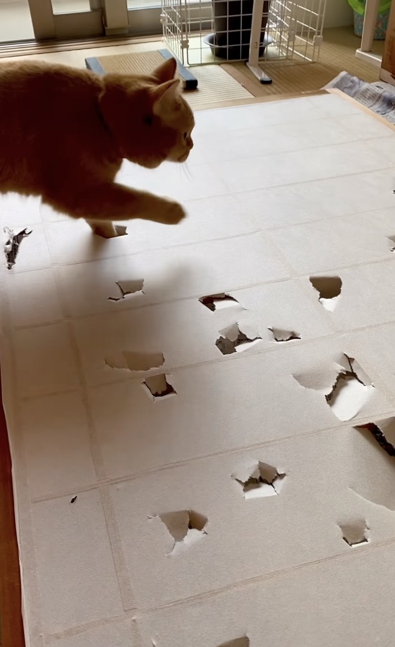 奴才：你的腳那麼小可以踏很多個洞洞了