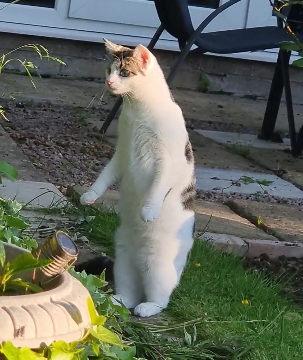 奴才：青蛙都沒有見過嗎？