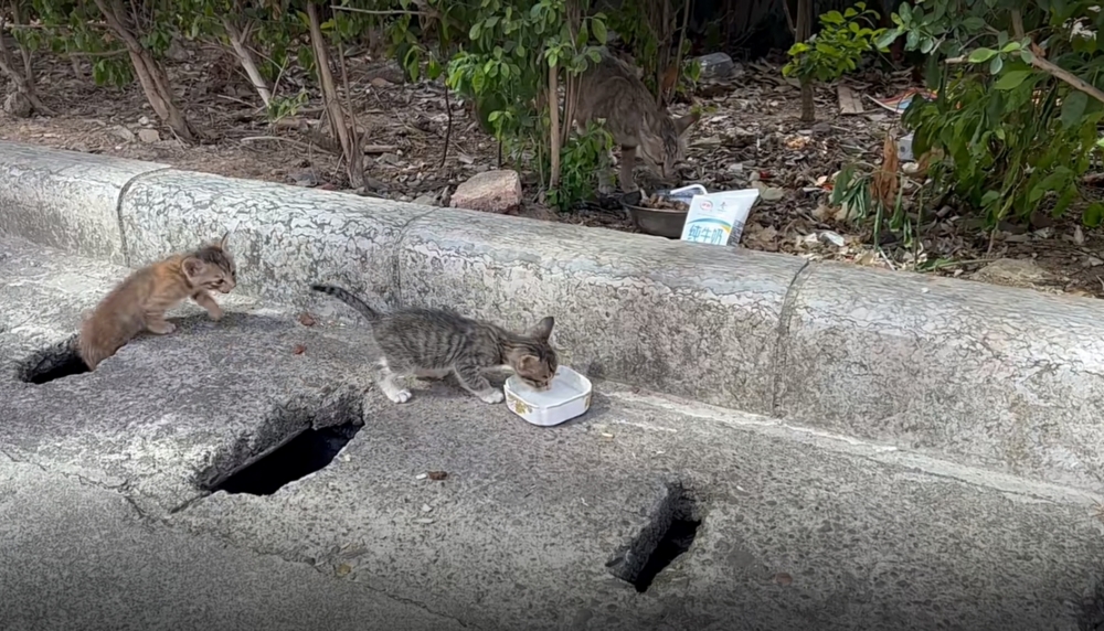 奴才：沒事就好啦