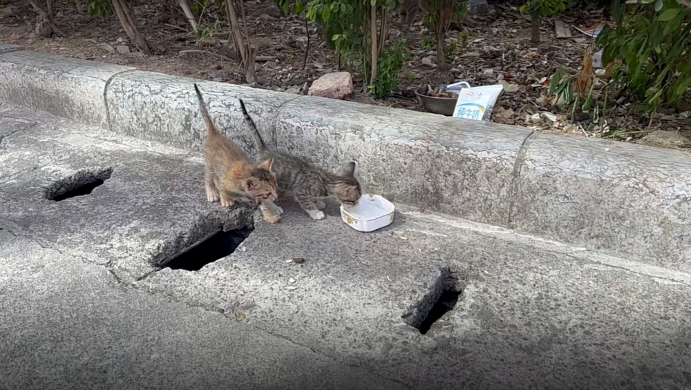 奴才：別緊張，都是給你們吃的
