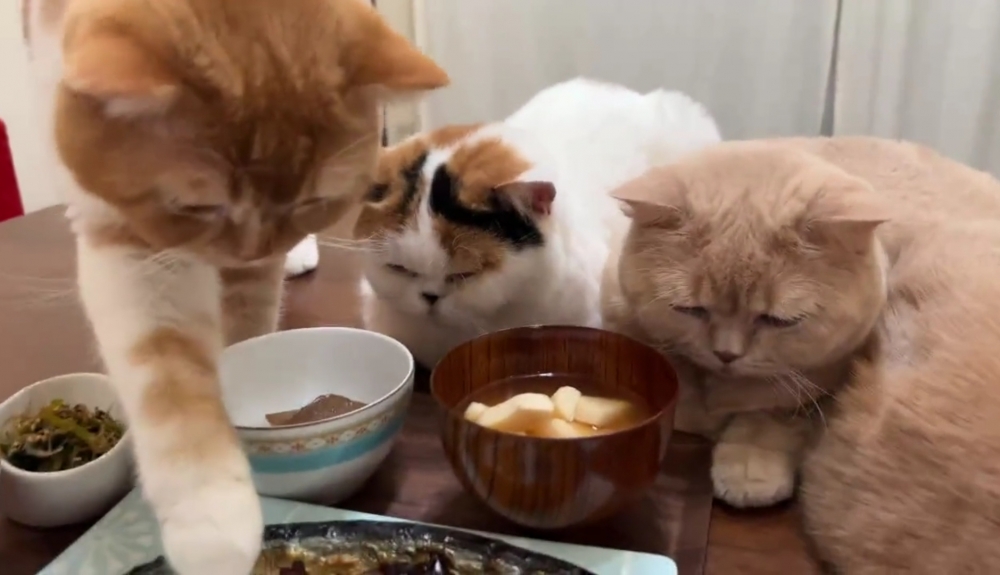 奴才：碎碎唸也太大聲了，都被我聽見了啦