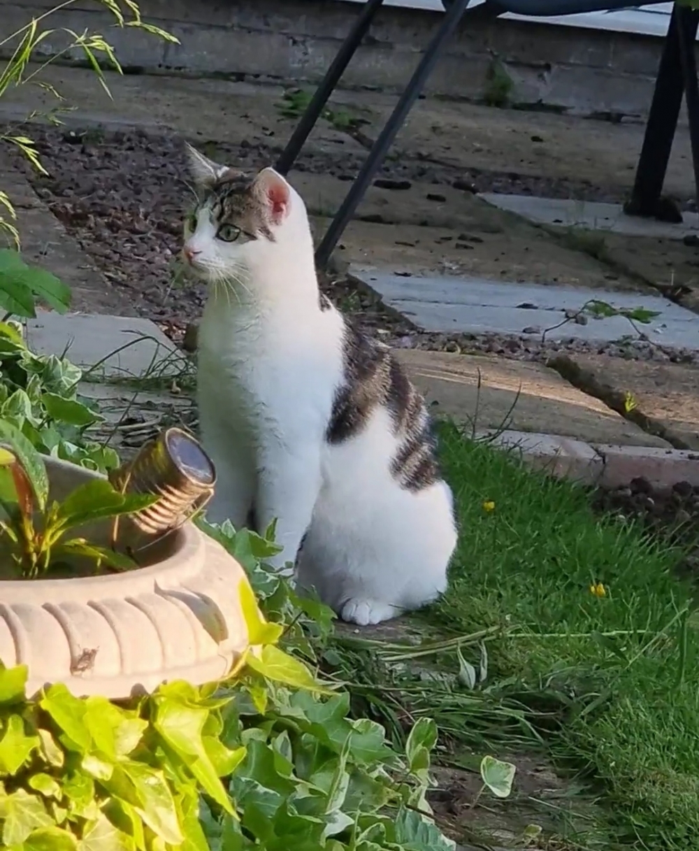 喵：奴才到底在有什麼好什麼驚訝的