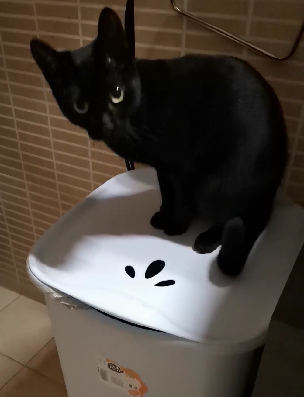 奴才：太棒了，等下給你一個獎勵