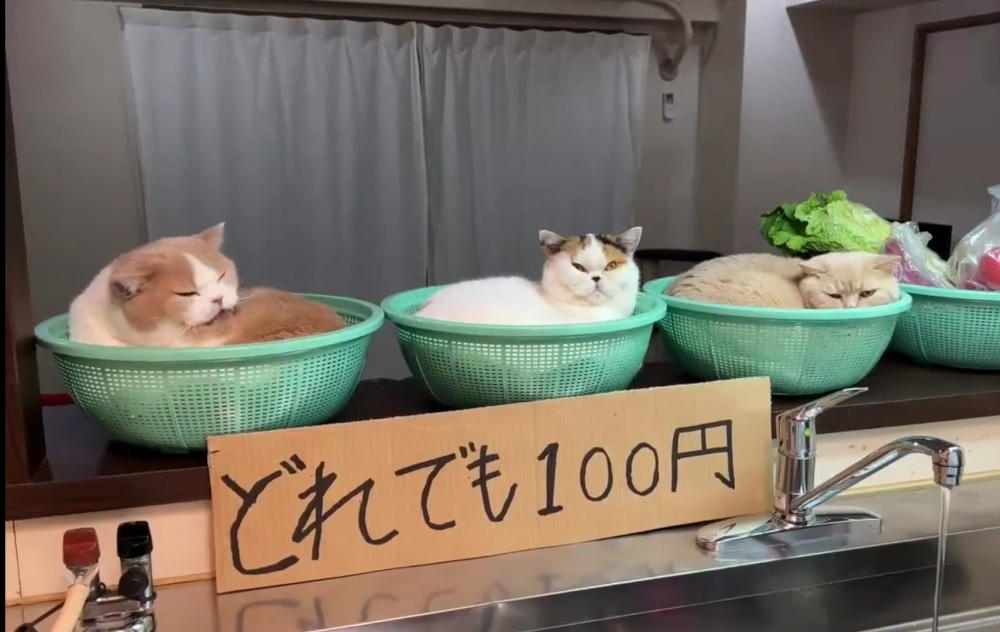 奴才：開玩笑而已，我怎麼捨得你們啦