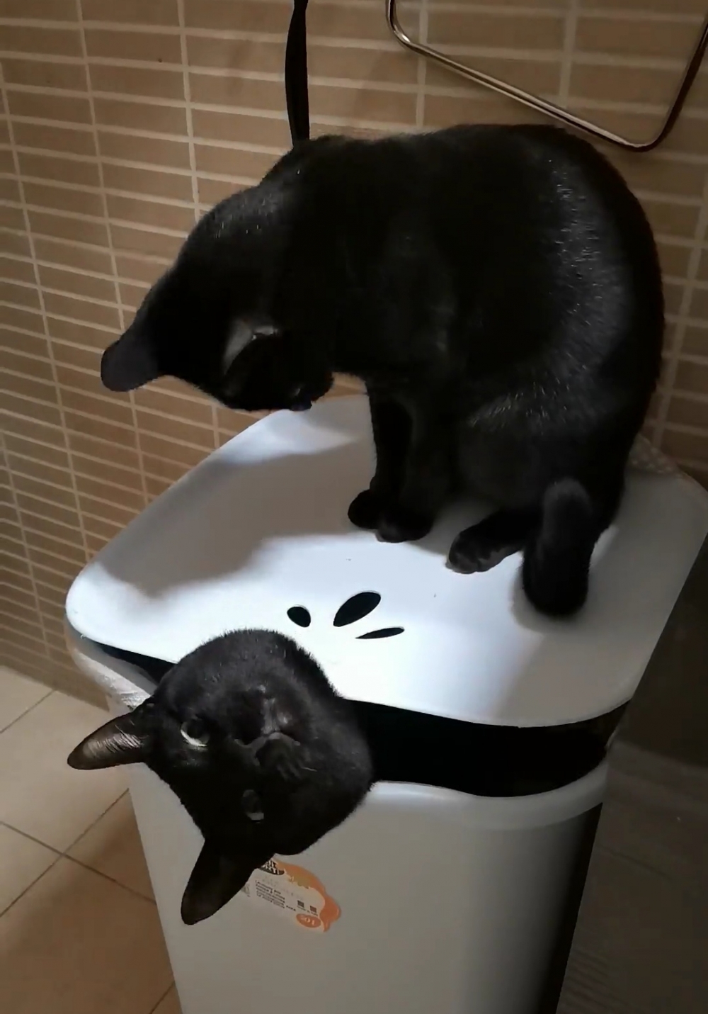 奴才：這是發生了什麼？