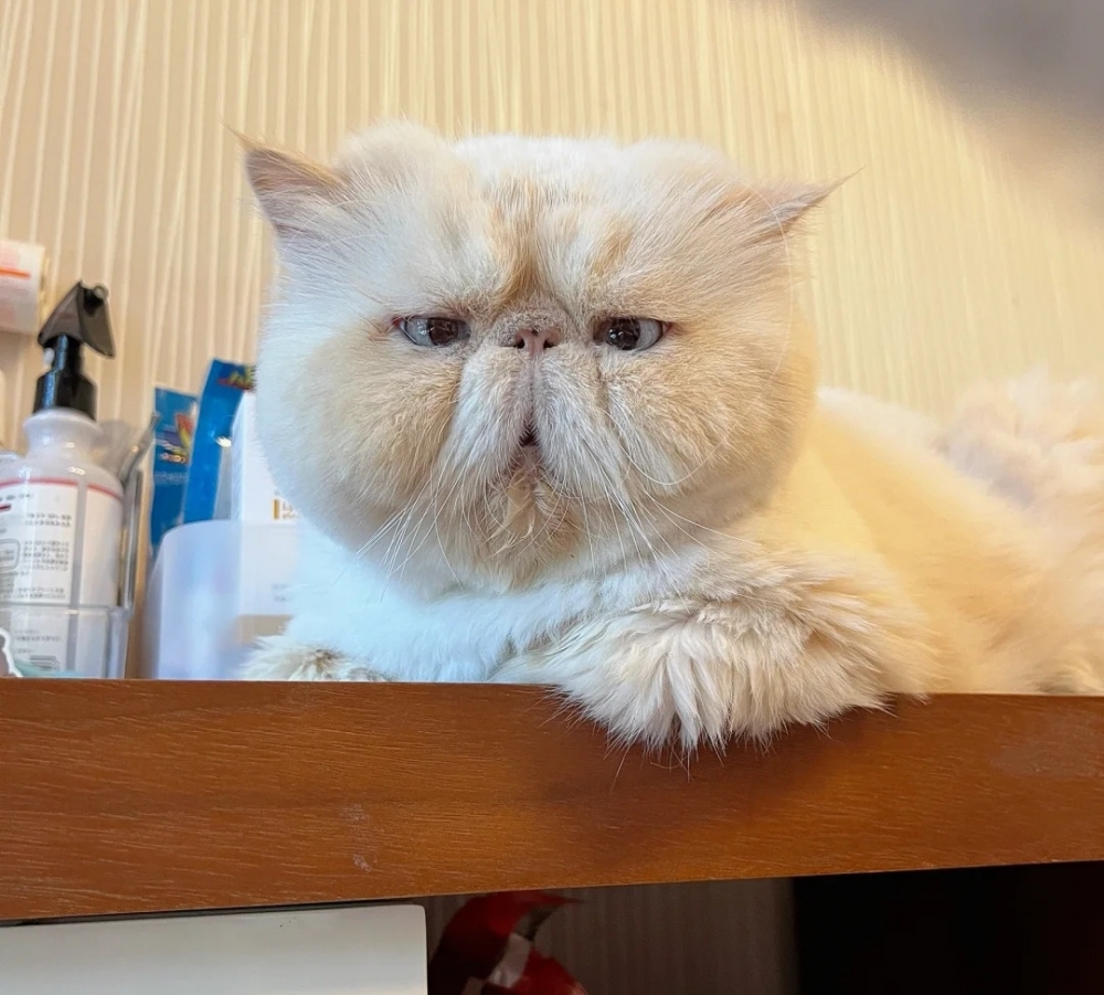 喵：剛剛發生了什麼？