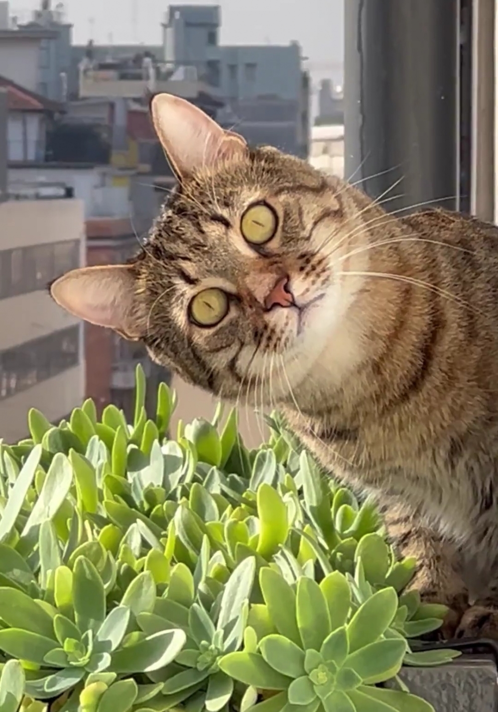 奴才：也是啦！