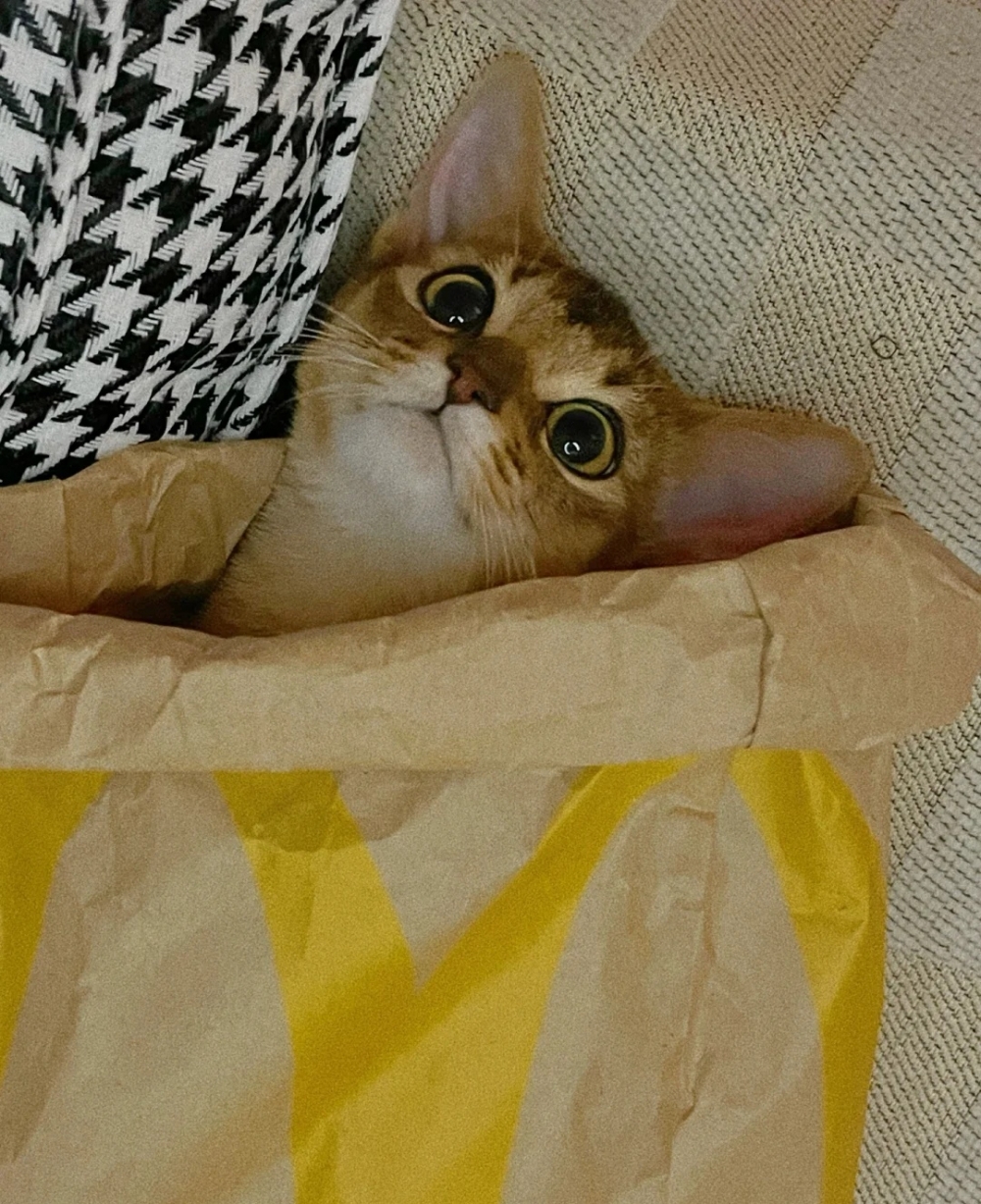 奴才：那就祝你有個好夢啦~