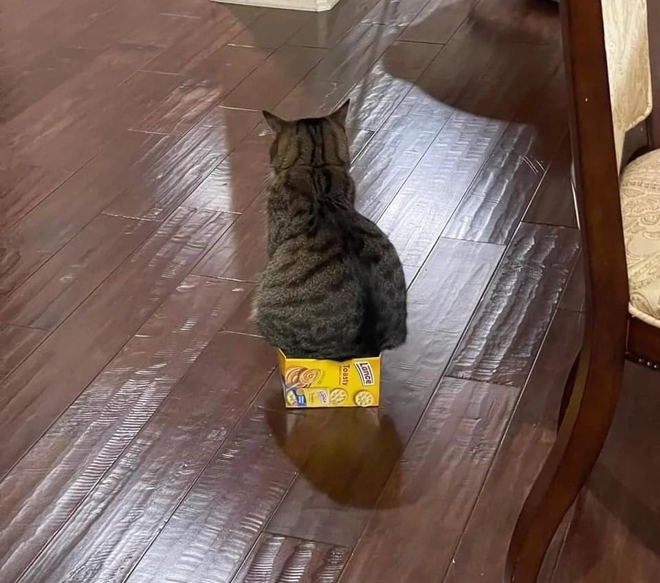 奴才：新的坐墊還挺合適的