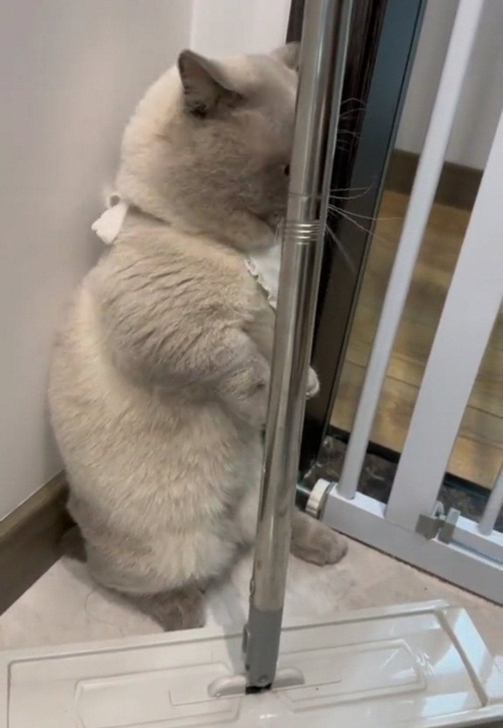 奴才：你在哪裡？