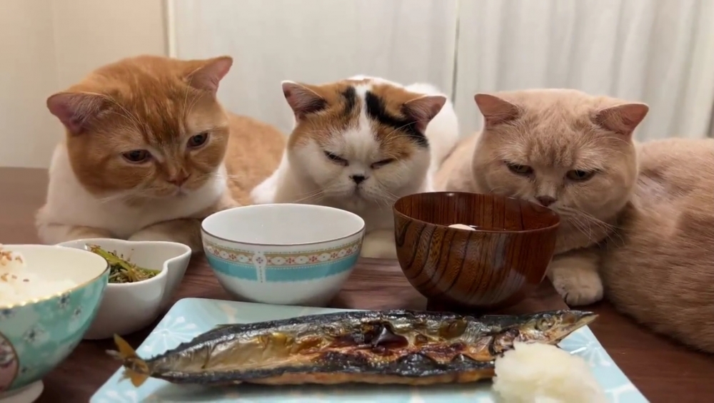 喵：真的沒有多準備一份？