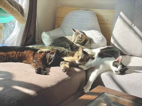 喵：那奴才為什麼就可以出門旅行！