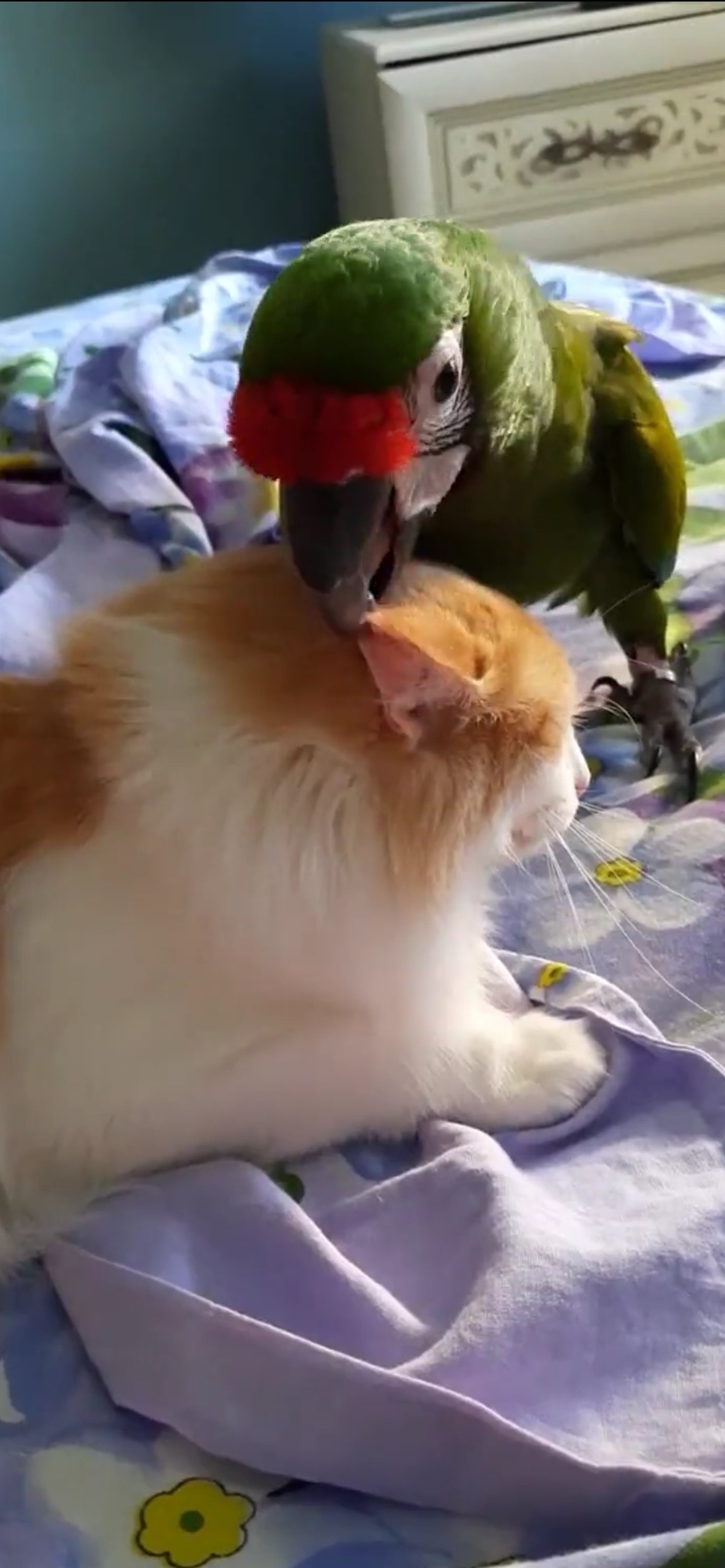 喵:對朋友的包容度有100%