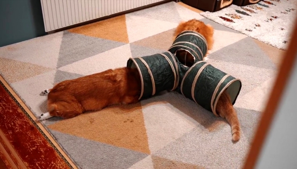 奴才：該不會是被發現了吧