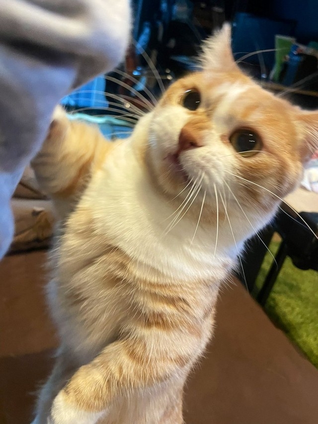 奴才：傷害力為0誒~