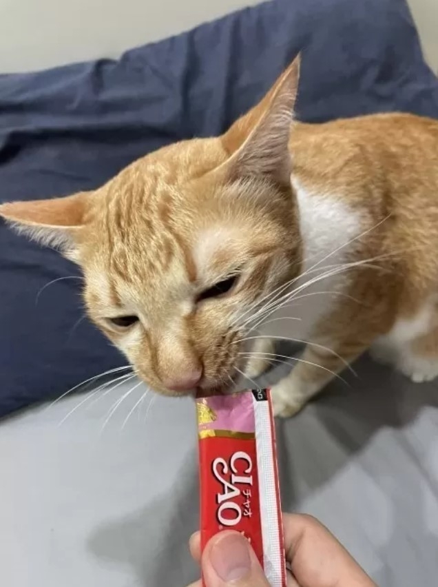 奴才：怎麼不說是你貪吃呢~