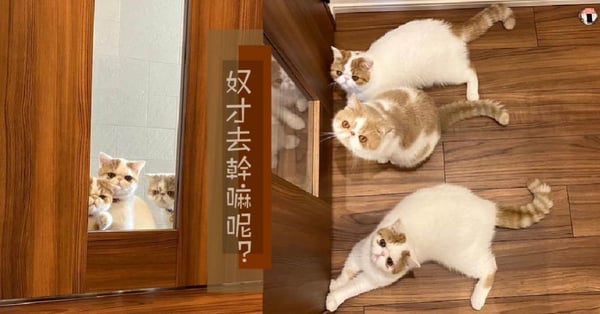 可愛的凝視~背後怎麼感覺涼颼颼的，「喵喵跟蹤狂」變身夜晚守夜保鏢