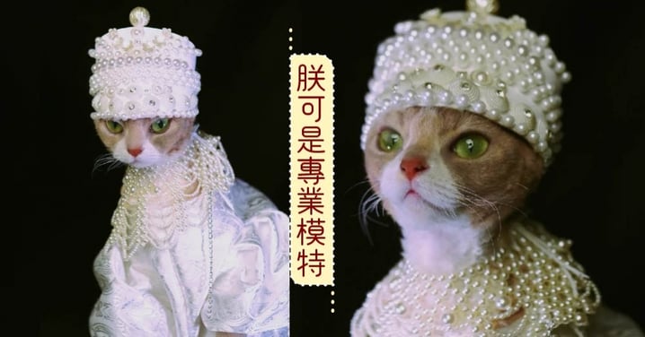 一身珠光寶氣~華麗的裝扮根本就是貴族貓啊！網：我家的貓可以來入贅嗎？