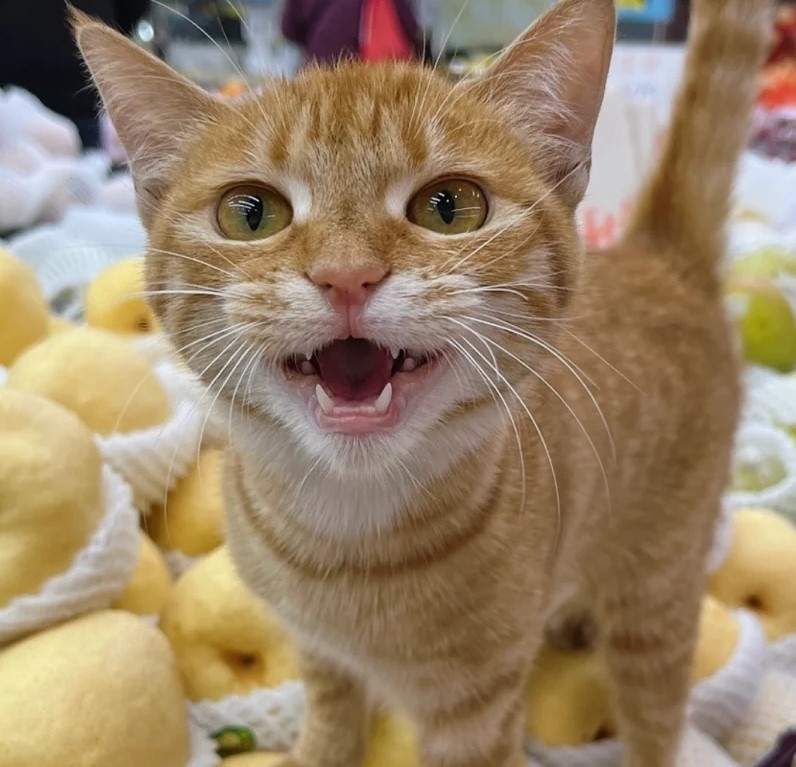 奴才：你真的好會啊