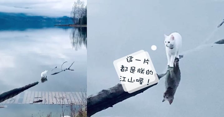 探索新世界~湖泊上一身白色毛絨絨的貓咪，完美勾畫出了一副美麗的風景！