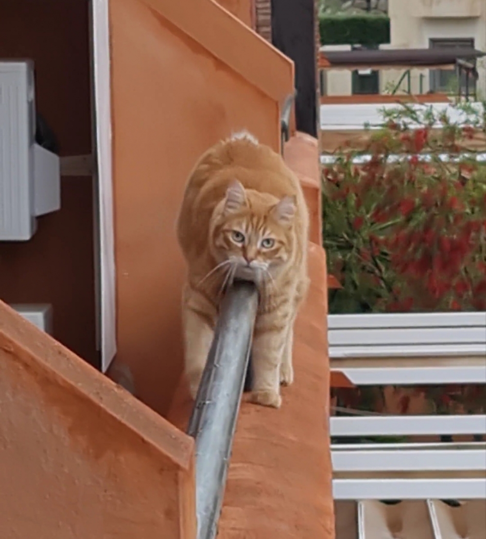 奴才：我怎麼沒發現你恐高啊