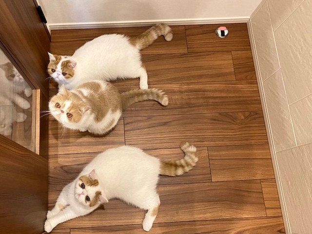 奴才：你們也太可愛了吧