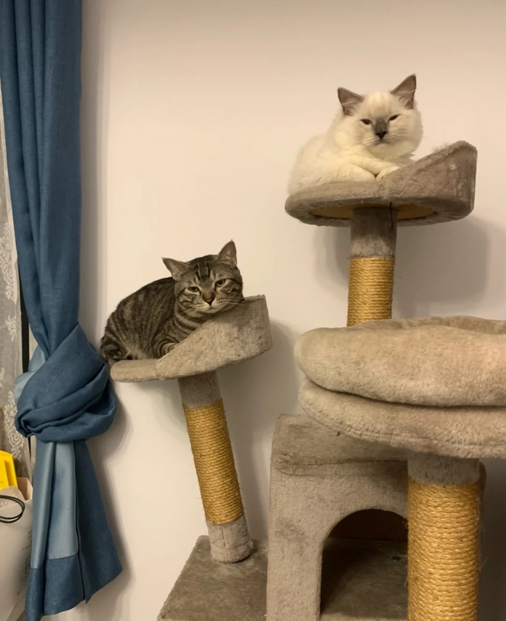 奴才：可能是在提醒奴才要換新窩了