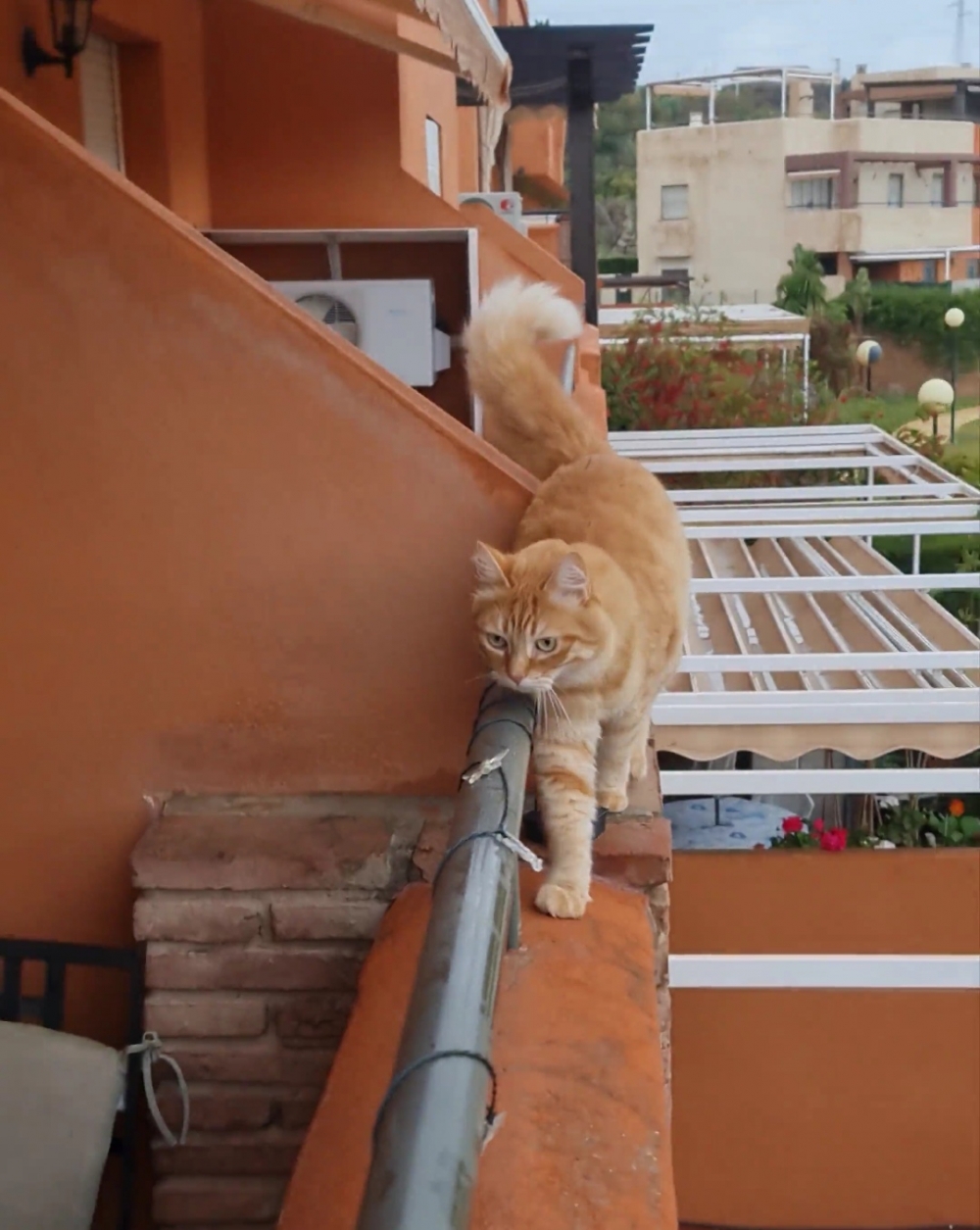 奴才：今天可以獎勵一個小罐頭喔~