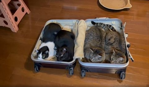 喵：好像還好喔