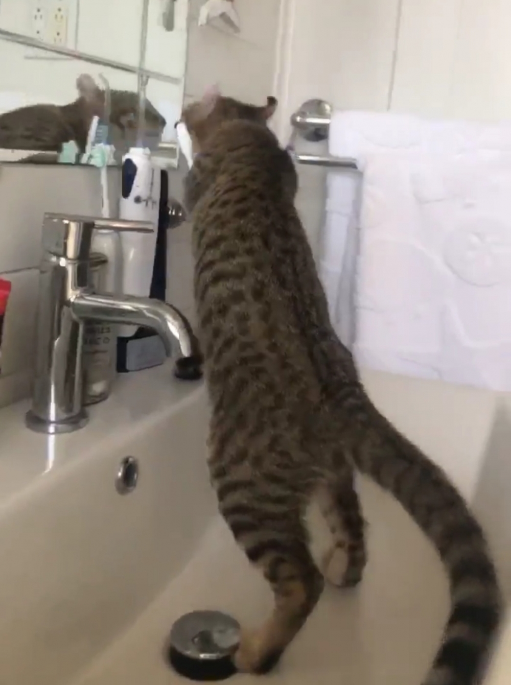 奴才：原來你在這裡