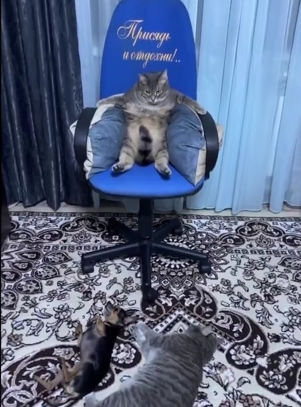 奴才：你有實力嗎？