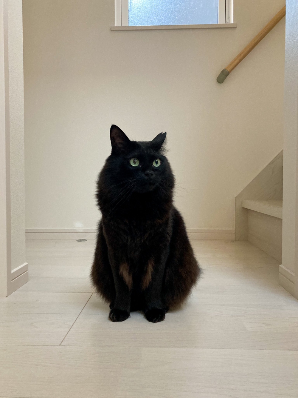 喵：這是朕對奴才的信任喔~