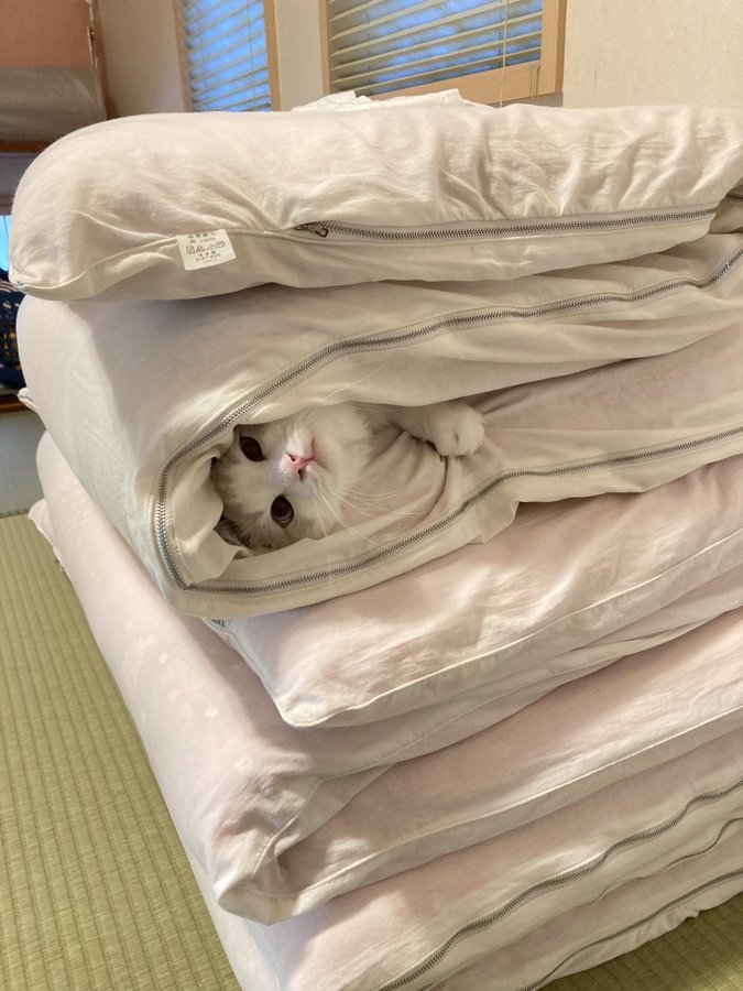 奴才：高傲的性格真的是刻在了骨子裡啊