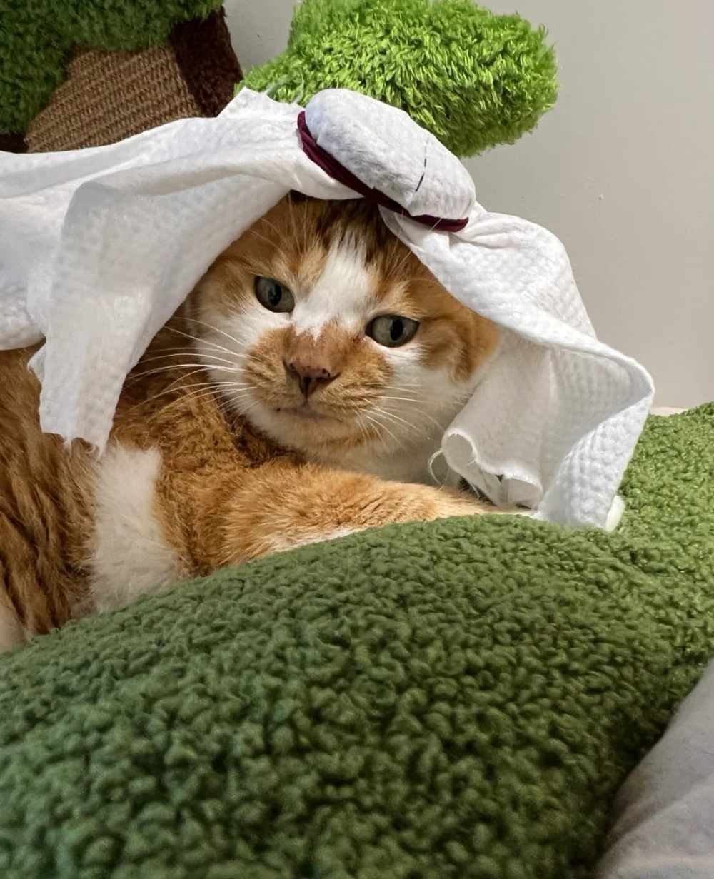 奴才:醒醒!夢始終是夢啊