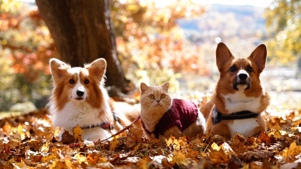 汪：喵喵就是公主，是用來疼愛的