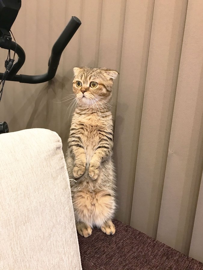 喵：要不要吃好呢？