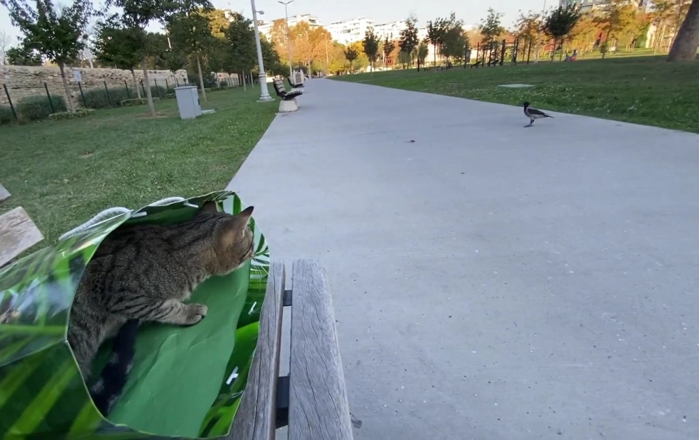 奴才：呀！飛走了