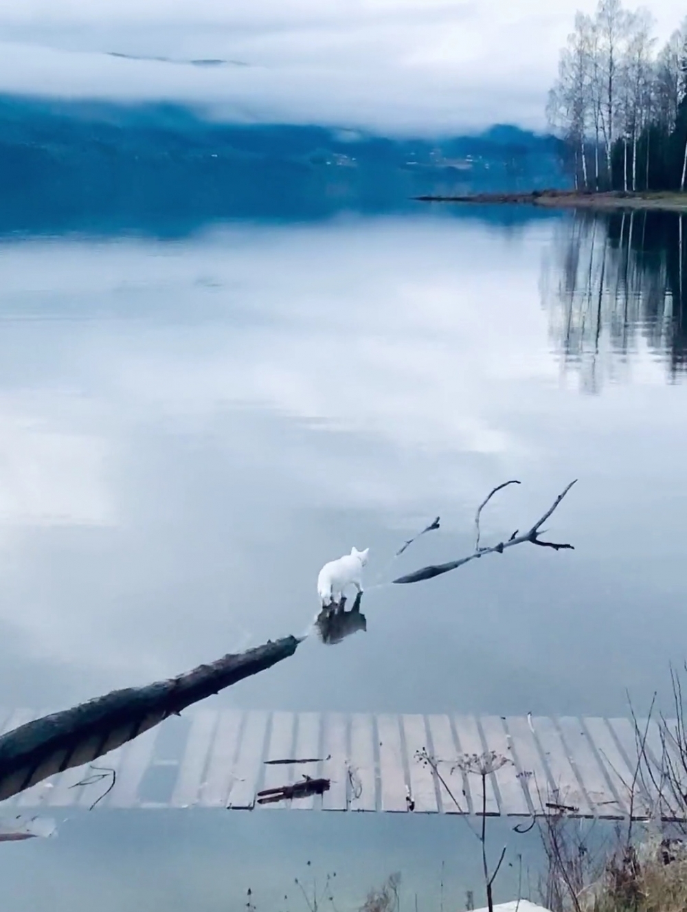 喵：這個絕活朕鍛煉了很久喔