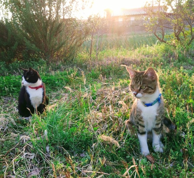 喵：我們一起擁有了一個家誒~