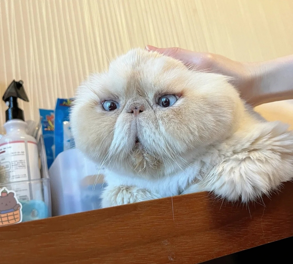 喵：幹嘛這樣對朕啦！