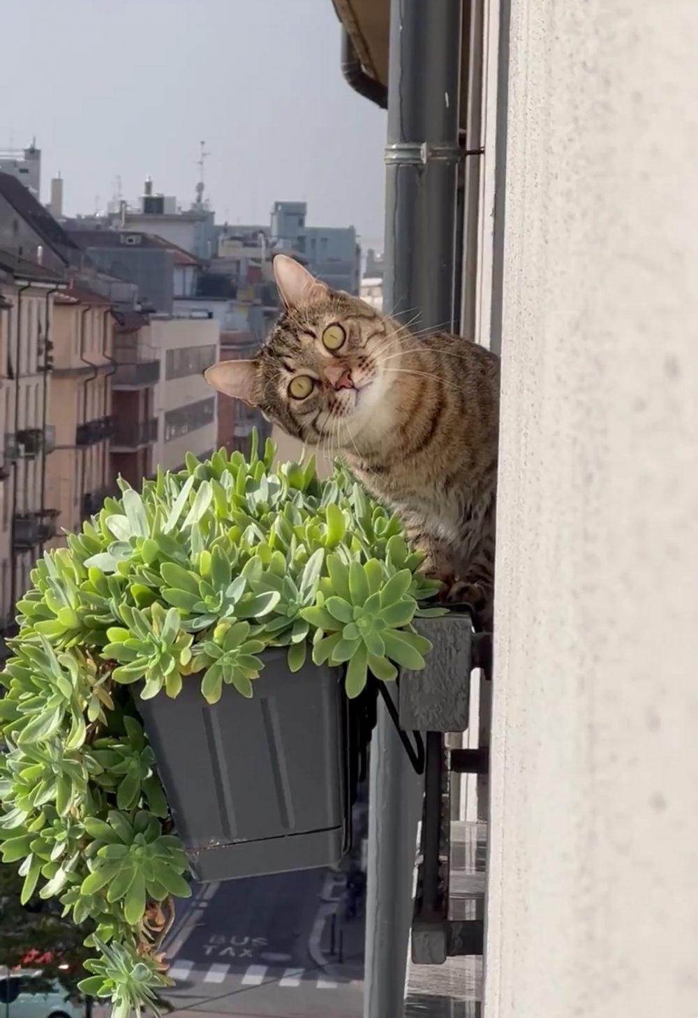 奴才：原來不是幻覺