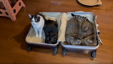 奴才：這個問題很為難奴才誒~