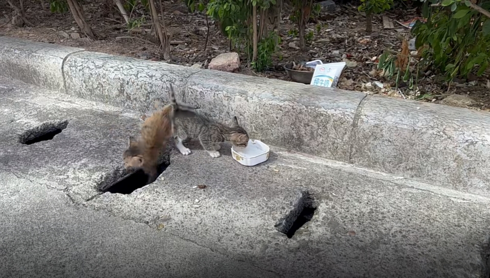 喵：咦！怎麼不見了？