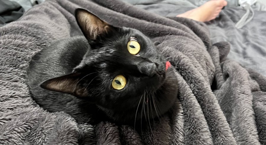 奴才：沒關係，我也喜歡你來黏著我啦