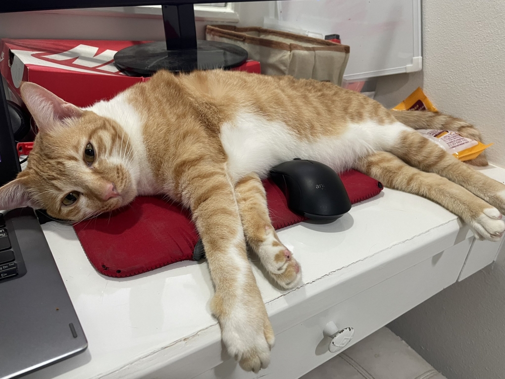 喵：太損朕的形象了