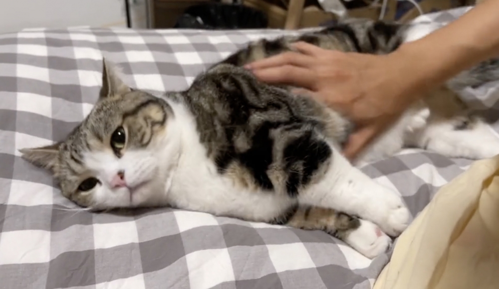 喵：朕粘在床上了啦