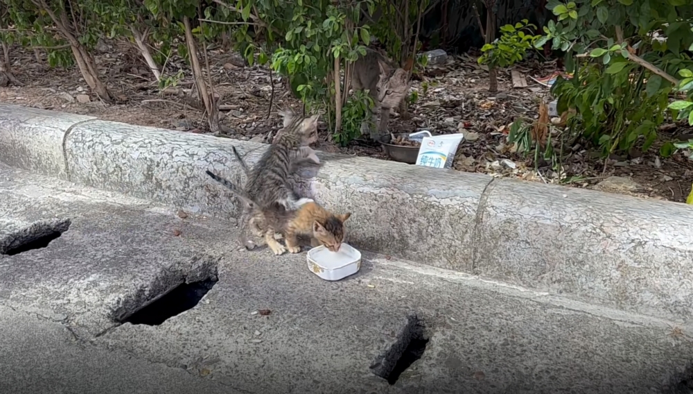 喵：你好重啊！