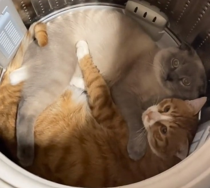 奴才：額...打擾了