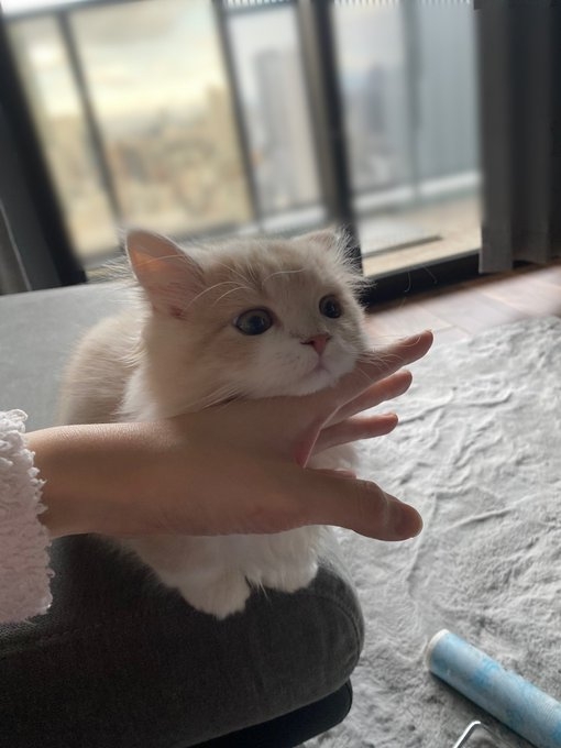 喵：堅決不會放棄喔~