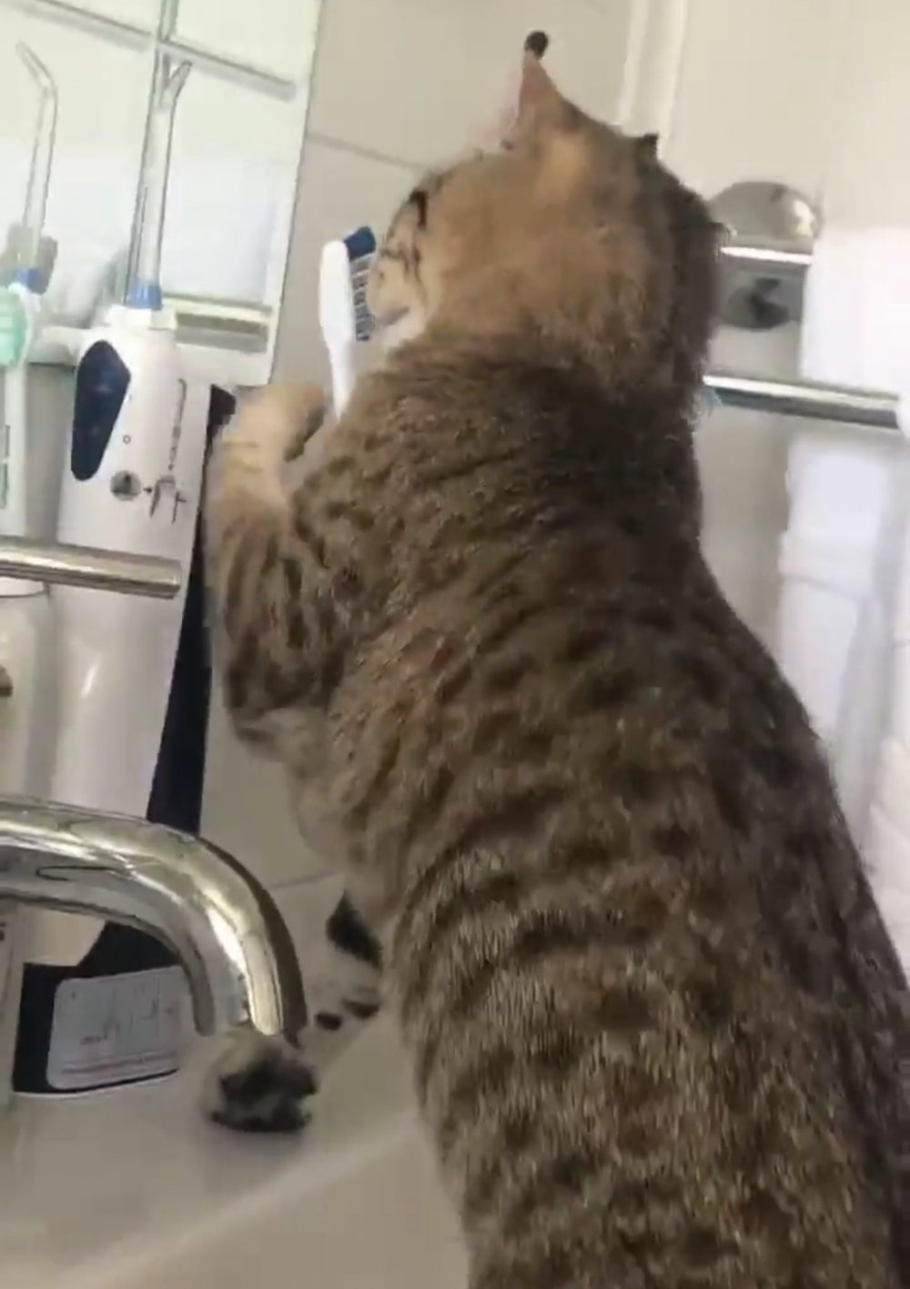 奴才：誒誒，你別亂咬啊